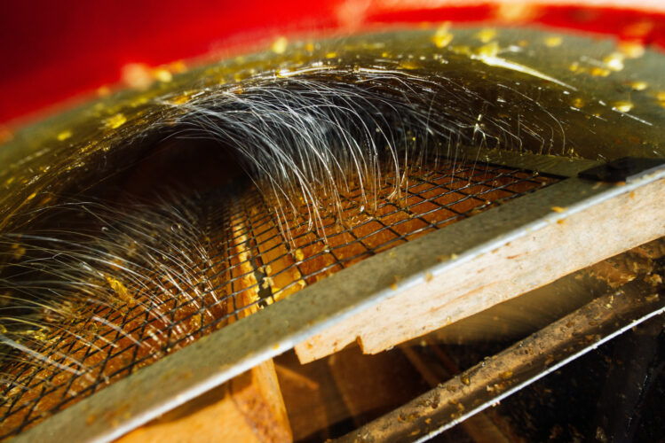 Harvesting with a Honey Extractor Image